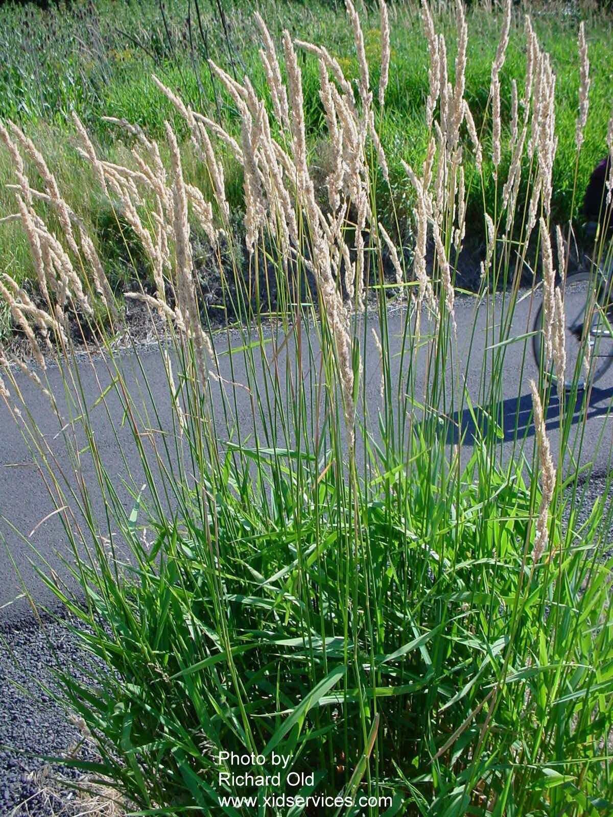 Reed canarygrass